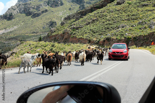 Location de voiture et chèvres sur la route Crétoise © philippe Devanne