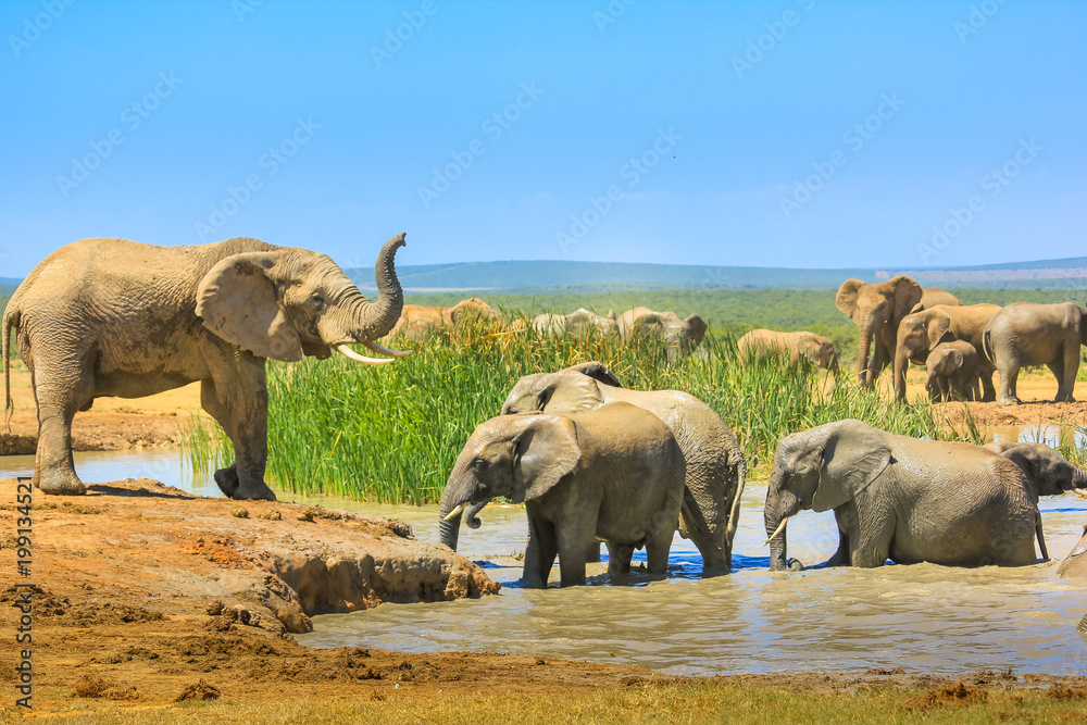 Obraz premium Słonie afrykańskie w pobliżu dużego basenu i inne w wodzie, która ochładza się błotem. Park Narodowy Addo Elephant, Eastern Cape, RPA. Sezon letni w słoneczny dzień.