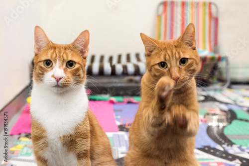 Two cats looking through glass door wanting to be let outside.