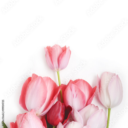floral background of pink tulips