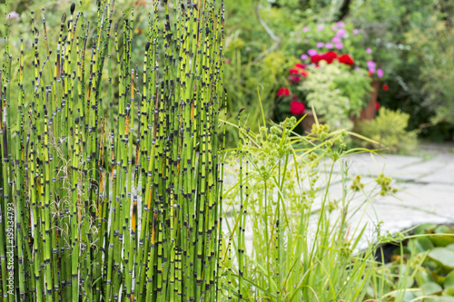 The Great Dixter garden, Kent, UK. photo