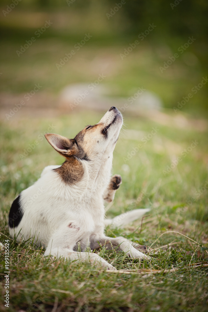 dog on the grass dog on the grass