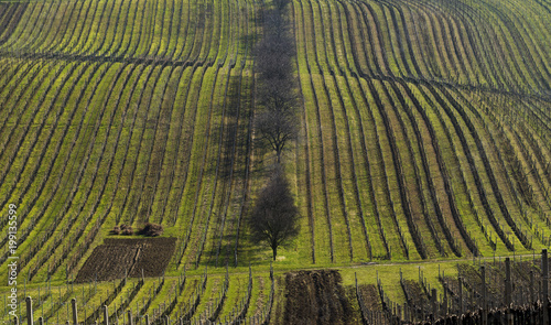 Landscape with vineyard and trees in line in spring