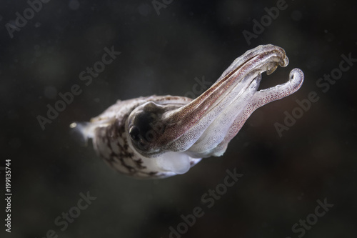 Small Squid at Lembeh Strai, Sulawesi, Indonesia