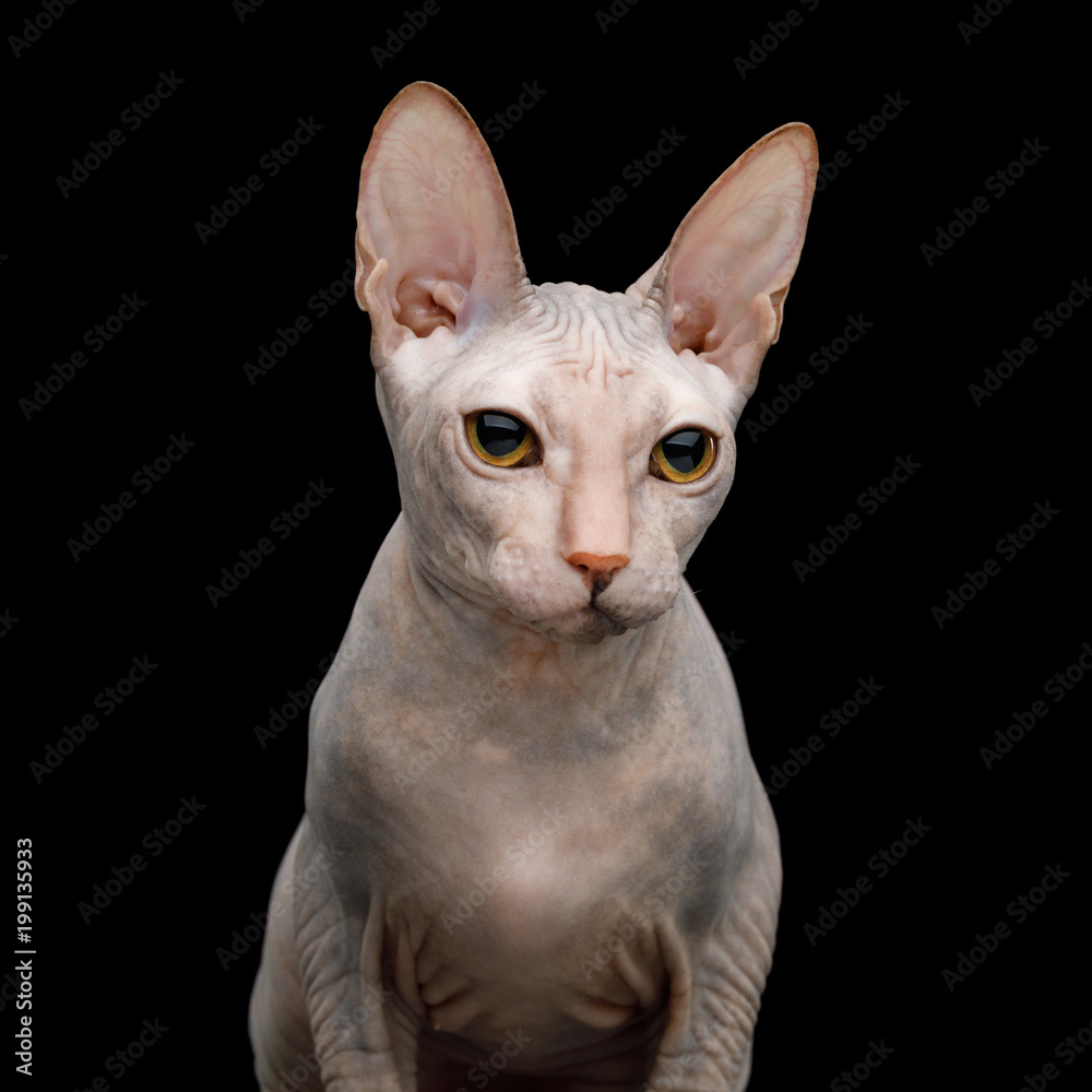 Closeup Portrait of Pink Sphynx Cat Isolated on Black Background