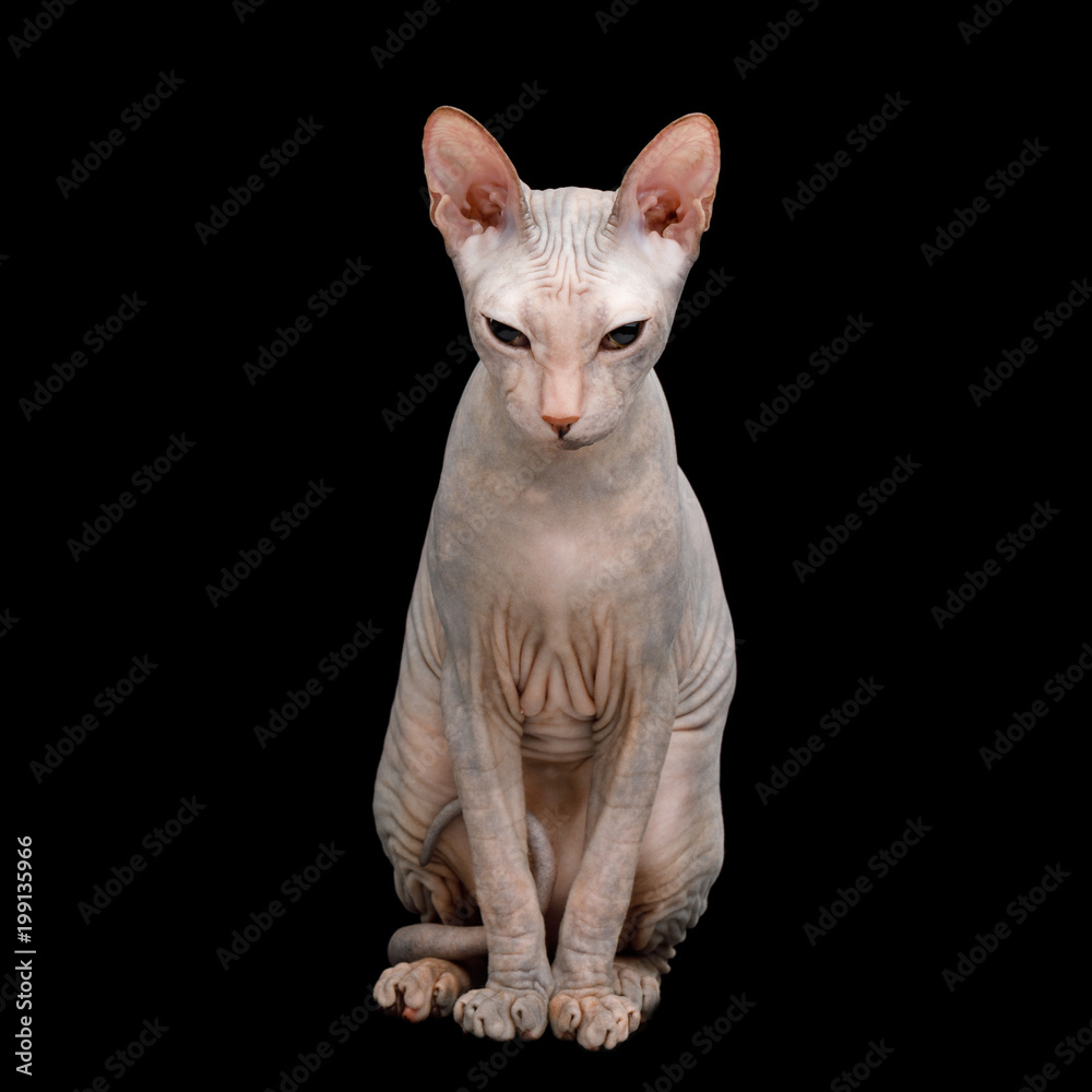 Cute Sphynx Cat Sitting, Isolated on Black Background, front view