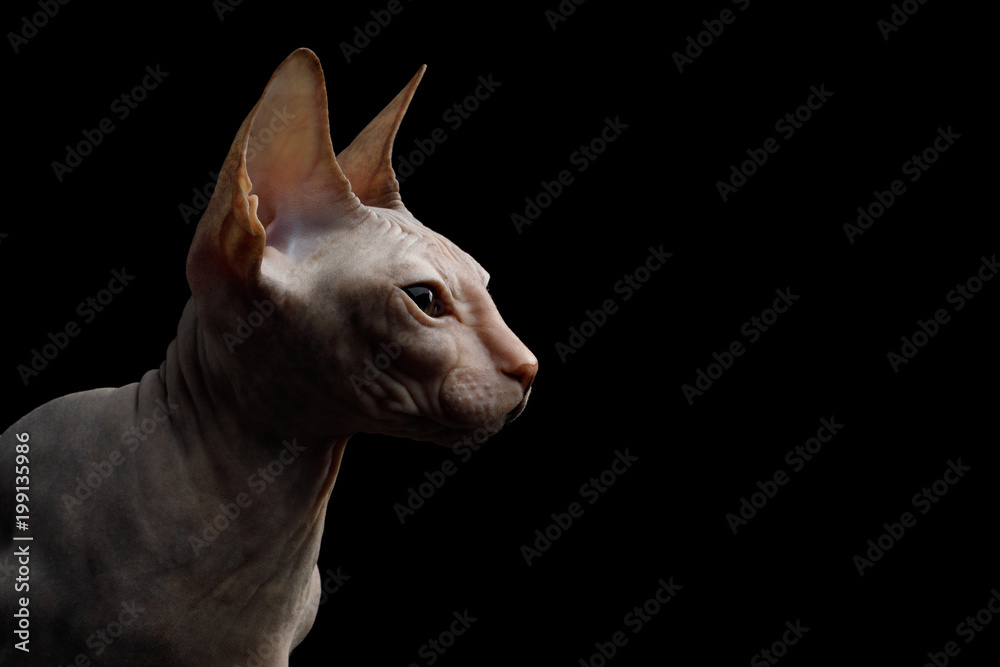 Portrait of Sphynx Cat Isolated on Black Background, profile view