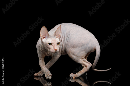 Fototapeta Naklejka Na Ścianę i Meble -  Sphynx Cat Crouching Hunting Looking back Isolated on Black Background
