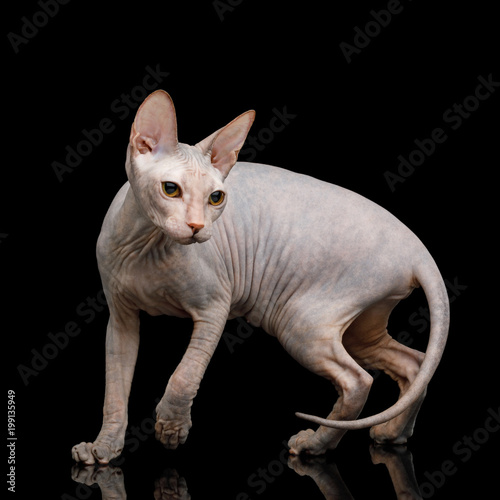 Fototapeta Naklejka Na Ścianę i Meble -  Playful Sphynx Cat Looking back Isolated on Black Background