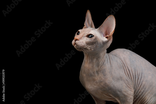 Fototapeta Naklejka Na Ścianę i Meble -  Portrait of Sphynx Cat Isolated on Black Background, profile view
