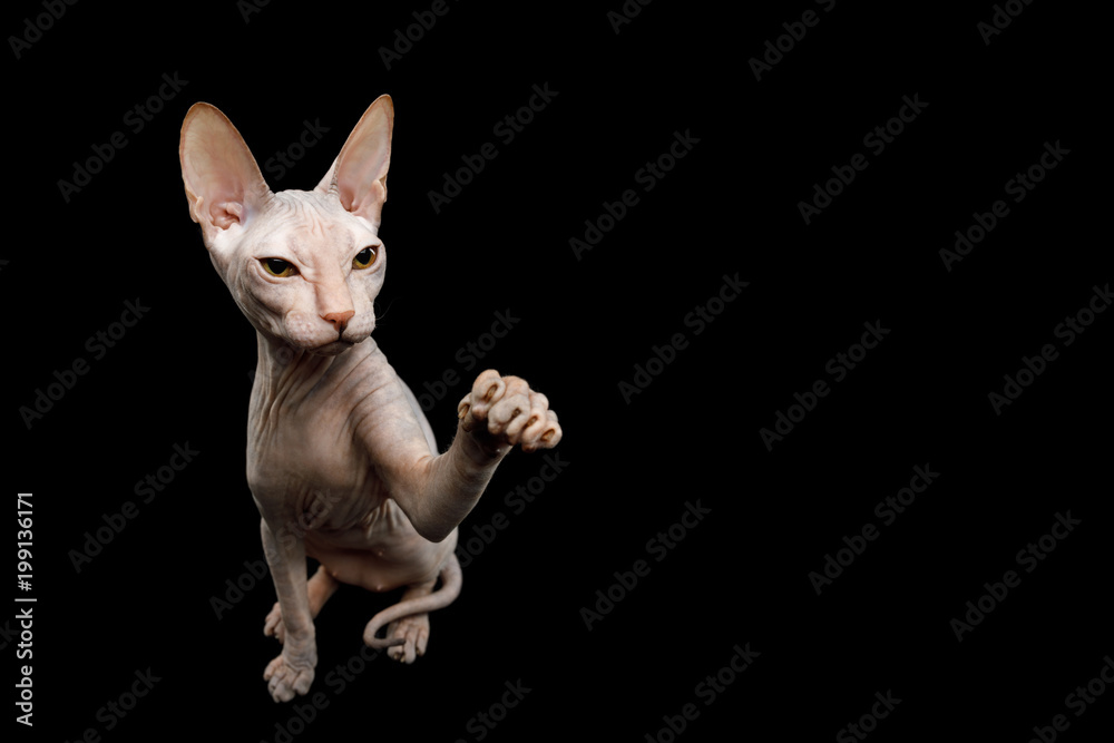 Funny Sphynx Cat Sitting and Raising up paw, Isolated on Black Background, top view