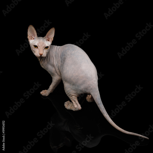 Fototapeta Naklejka Na Ścianę i Meble -  Playful Sphynx Cat Looking back Isolated on Black Background