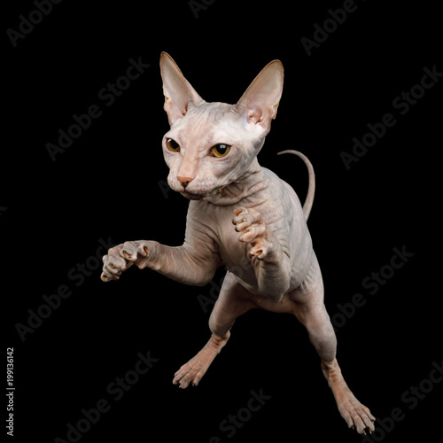Fototapeta Naklejka Na Ścianę i Meble -  Sphynx Cat Hunting Raising up paws, catches prey, Isolated on Black Background, top view