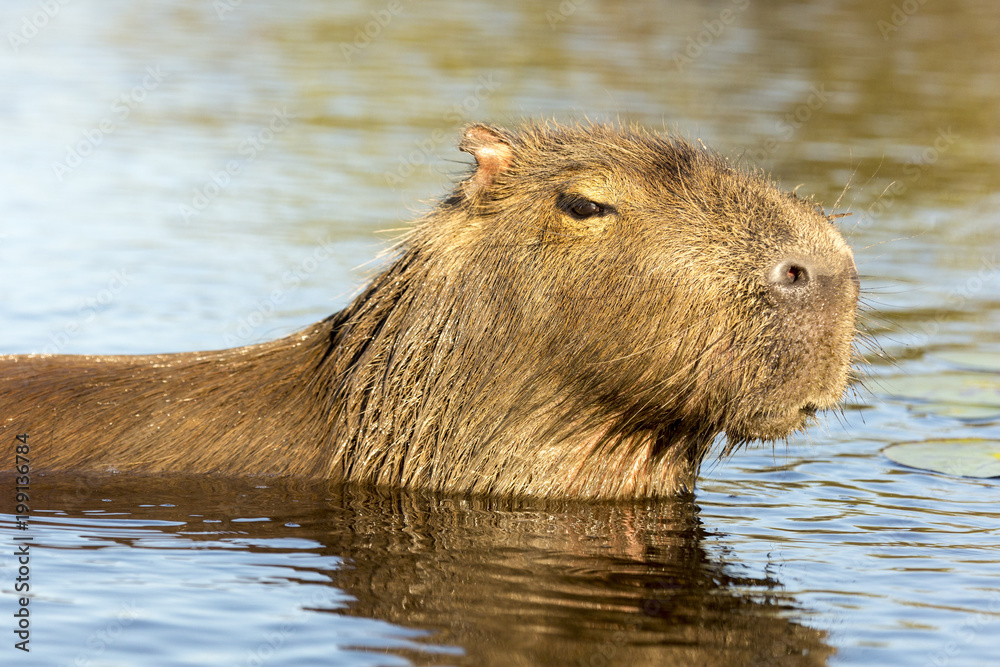 Capybara (Hydrochaeris hydrochaeris)
