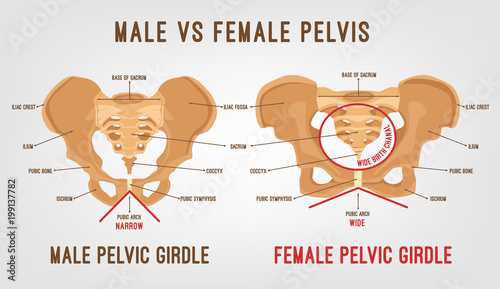 Female Male Pelvis photo