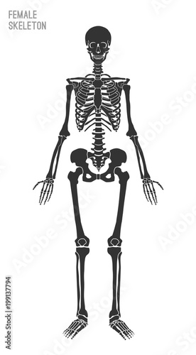 Female Skeleton Image