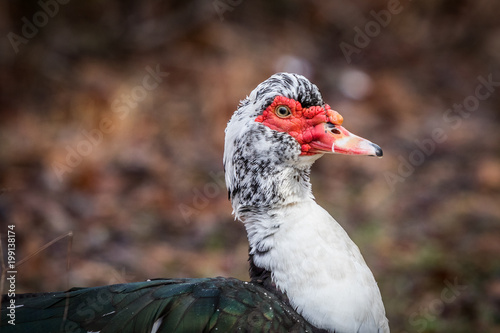 Mucovy Duck © Cris Ritchie Photo