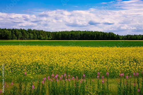 Countryside road along yellow rapeseed flower field and blue sky in rural Finland