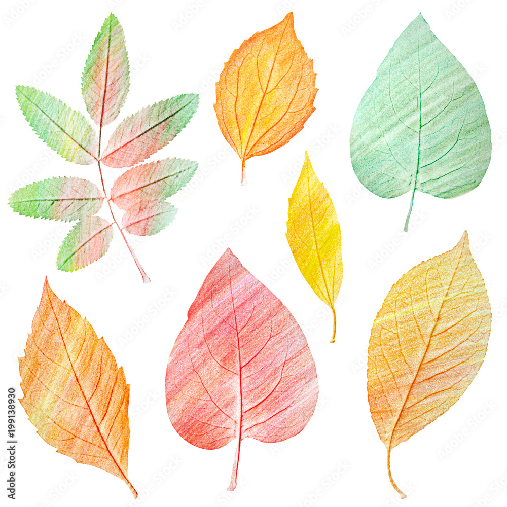 Set of hand draw green and golden yellow leaves on white background