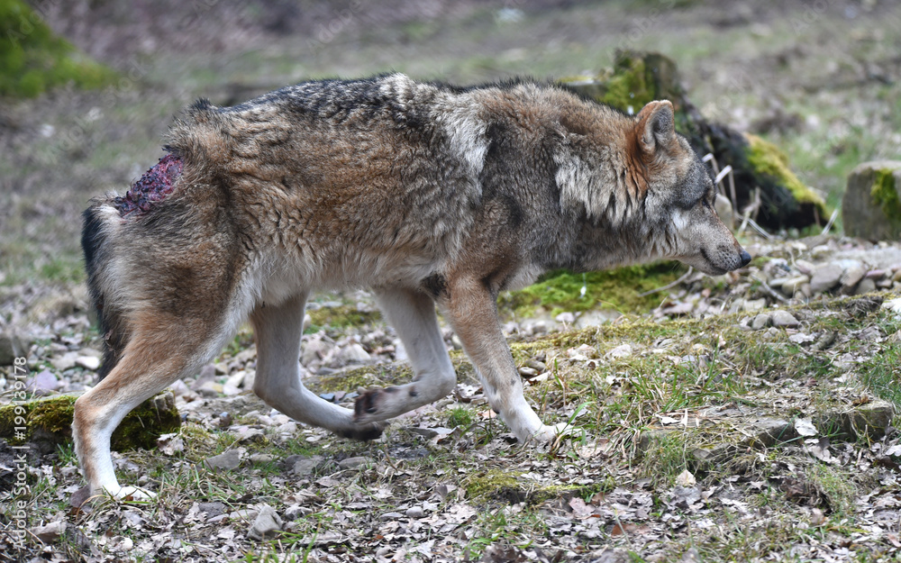 Fototapeta premium Wolf mit Bisswunde
