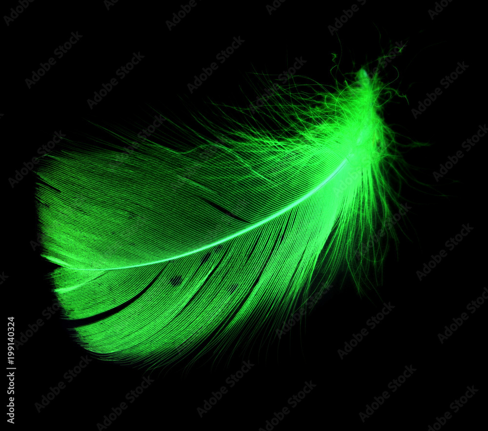 Naklejka premium A green feather on a black background