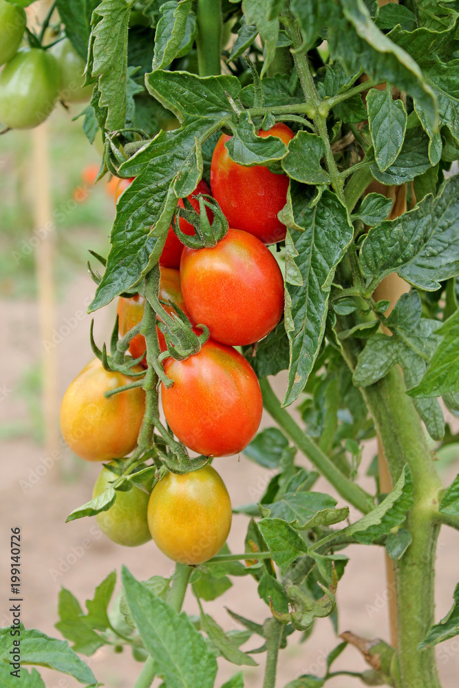 Growing unripe tomatoes close up.