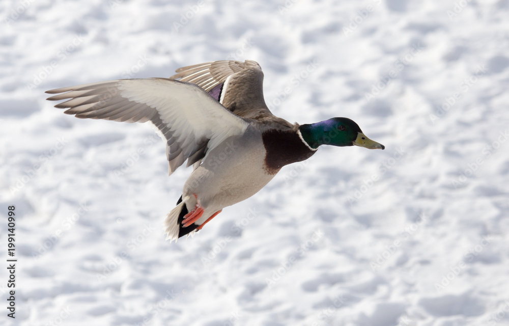 Duck flying against white snow in winter Duck flying against white snow in winter