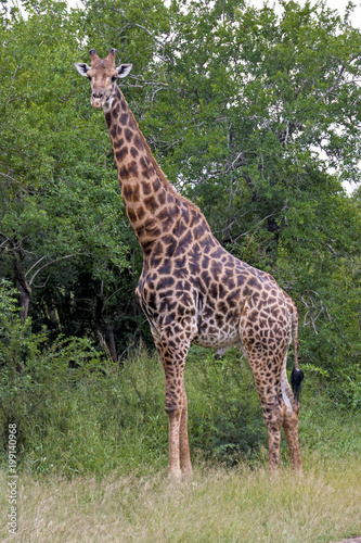 Giraffe at Imfolozi-Hluhluwe Game Reserve in Zululand South Africa