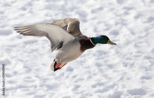 Duck flying against white snow in winter