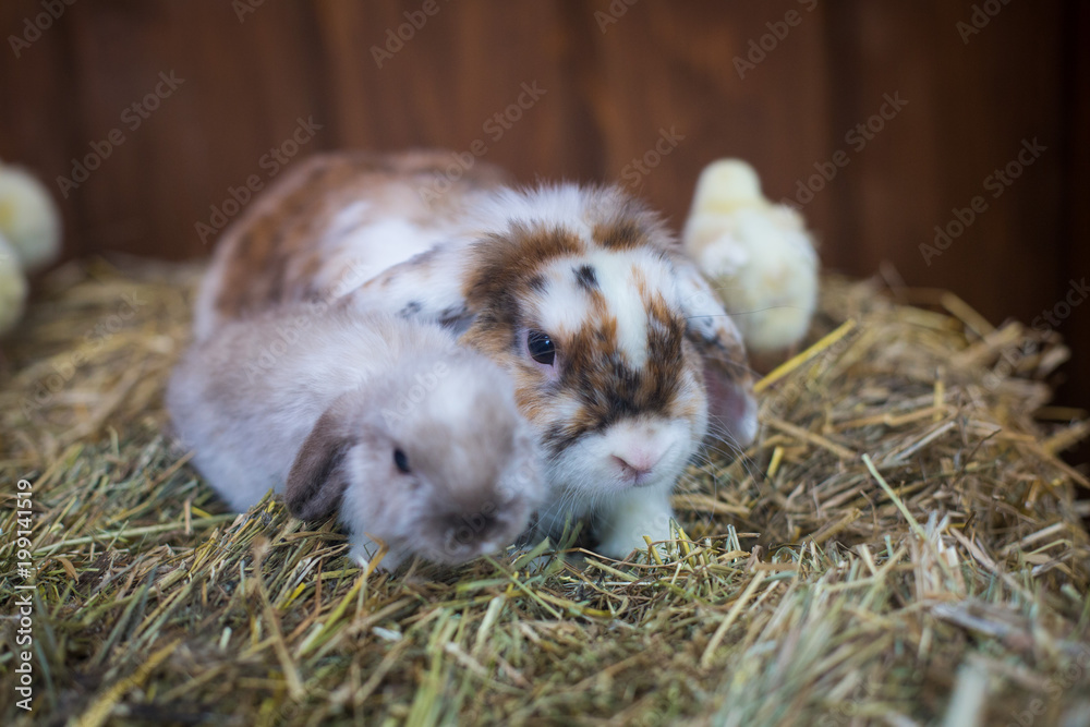 Fototapeta premium rabbits and chickens
