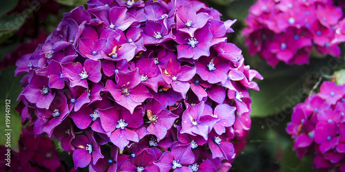 Hortensia photo