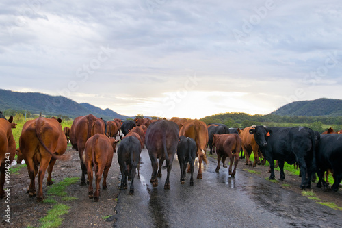 Herd of cows in the Australia countryside © Václav Mach