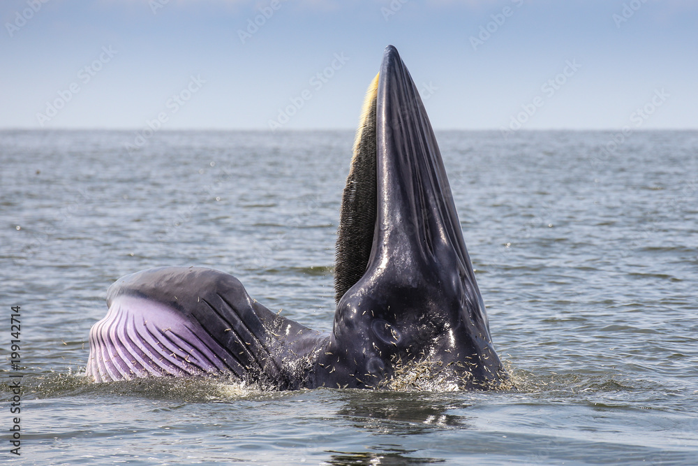 Feeding Bryde's whale Stock Photo | Adobe Stock