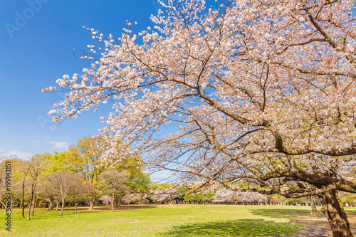 東京代々木公園の桜と木