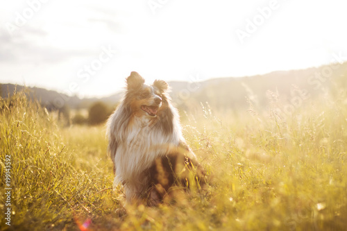 Sheltie dog in the sunset