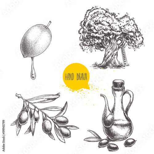 Olives fruit, branch, tree and olive oil bottle sketches set. Hand drawn vector illustrations isolated on white background.