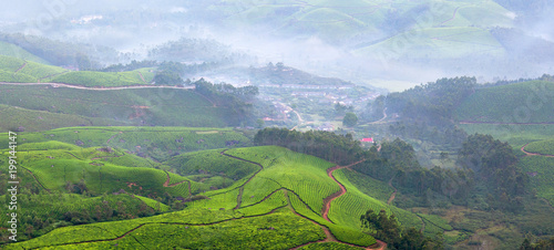 Foto Tea plantations in Kerala, South India