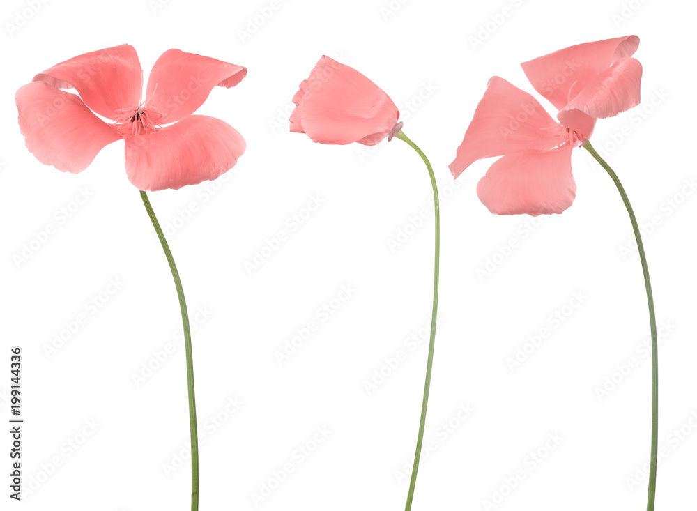 three pink four petals garden flowers three pink four petals garden flowers