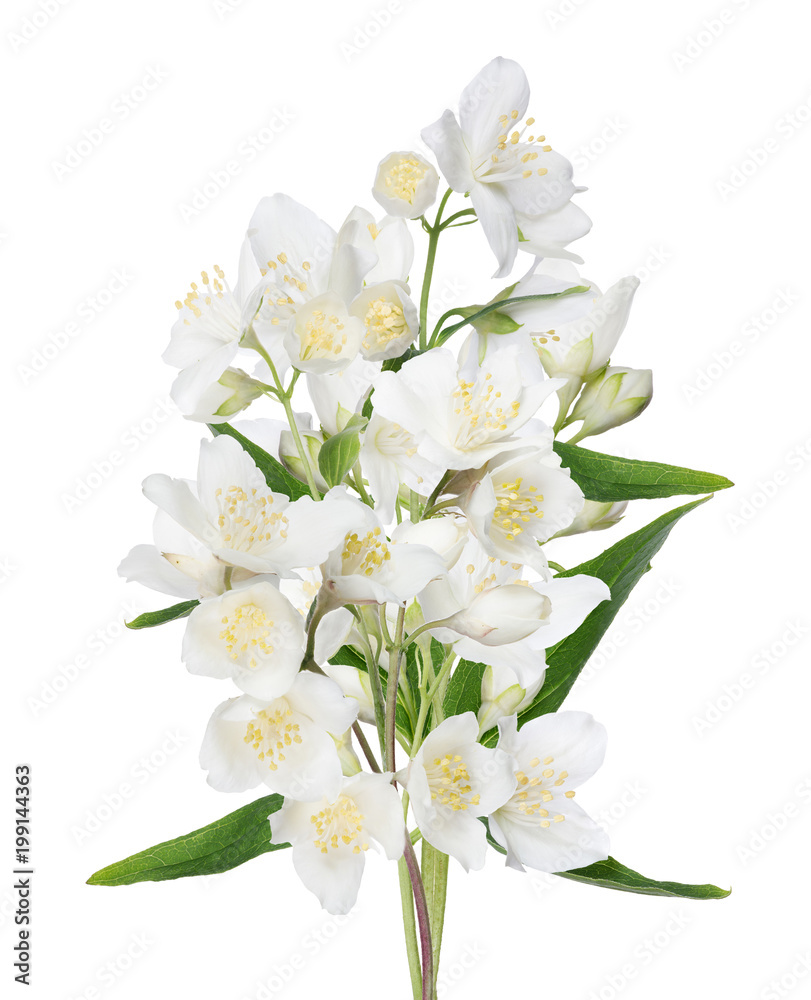 isolated jasmine bunch with blooms and buds