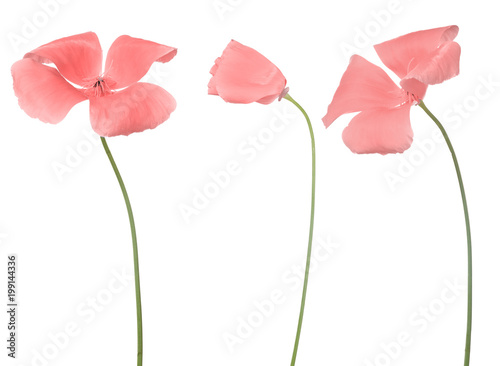 three pink four petals garden flowers