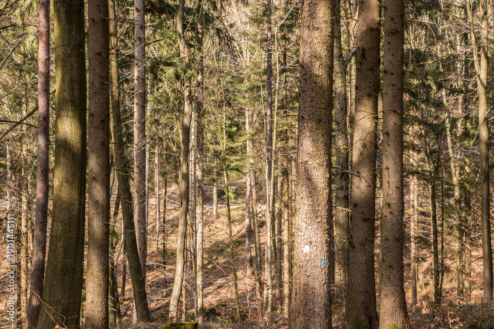 Obraz premium Trees in the middle of the forest
