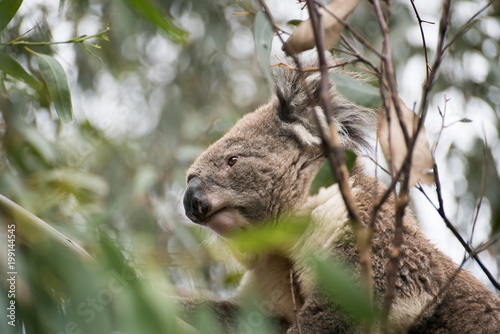 Koala in the nature