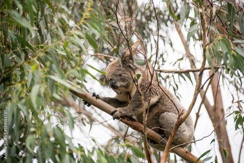 Photography Koala in the nature