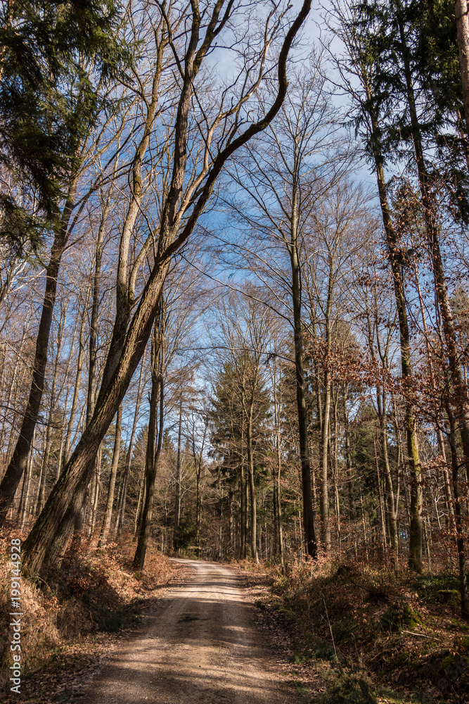 Trees in the middle of the forest