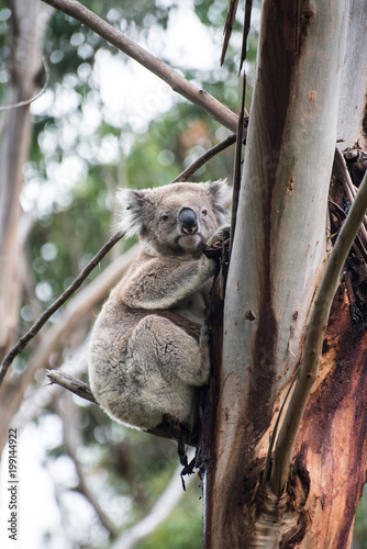 Koala on  tree in Australia