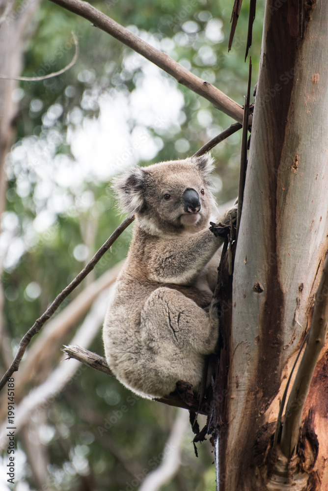 Obraz premium Koala on tree in Australia
