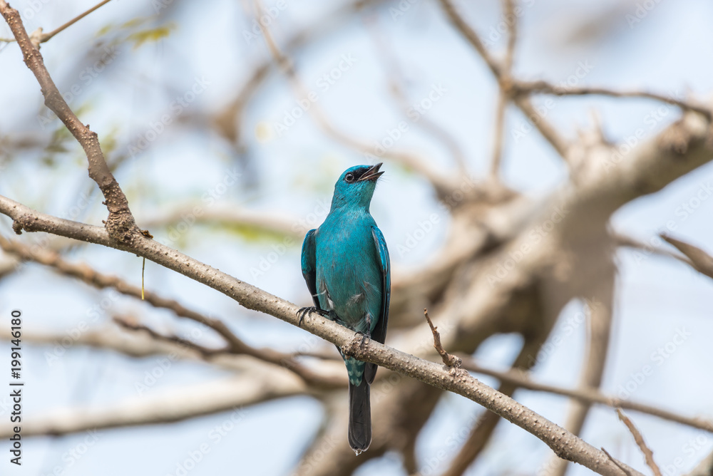 Bird (Verditer Flycatcher) on tree in nature wild Bird (Verditer Flycatcher) on tree in nature wild