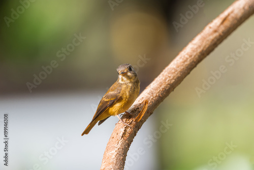 Bird (Ferruginous Flycatcher) in nature wild © pongmoji