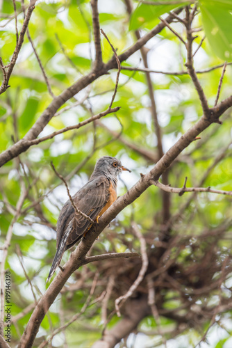 Bird (Plaintive Cuckoo) in a nature wild