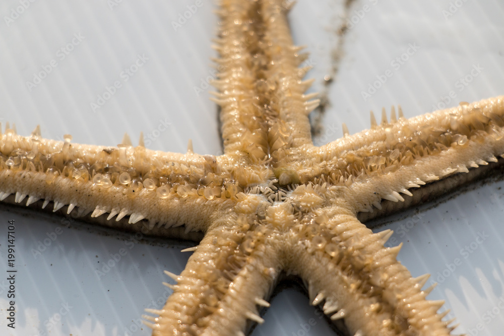 Starfish or sea stars are star-shaped echinoderms belonging to the class Asteroidea. Starfish or sea stars are star-shaped echinoderms belonging to the class Asteroidea.